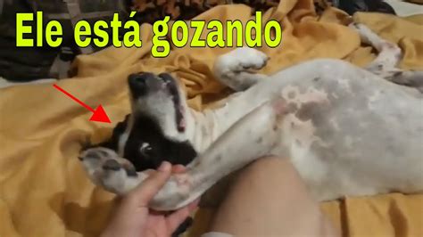 Homem dotado comeu a cachorra e gozou dentro